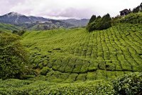 Cinco cosas que hacer en Cameron Highlands