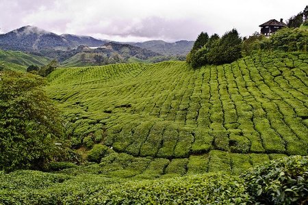 Cinco cosas que hacer en Cameron Highlands