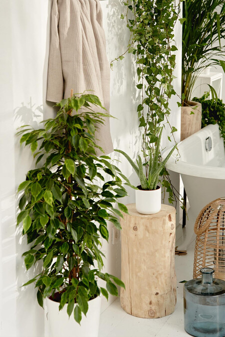 Ficus Benjamina Exotica Comprar Plantas Online Decoracion 1024x