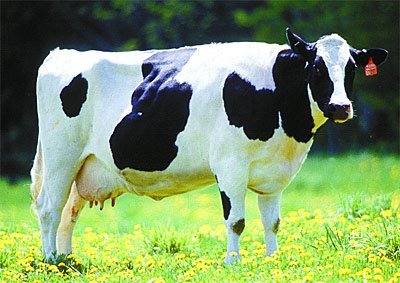 El mito de que la leche es mala para la salud (I)