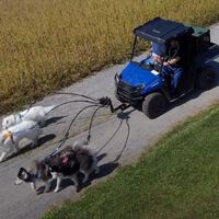 De bicis a motos para perros pasando por una limusina personalizada: el adiestrador que ha creado una flota motorizada para entrenar a su manada de huskies