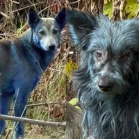 Radiação, inteligência artificial ou tinta? Cachorros "azuis" são encontrados em Chernobyl e intrigam a ciência e ONGs de resgate 
