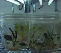 Recopilando metabolitos secundarios