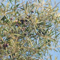 Una tormenta perfecta se cierne sobre el aceite de oliva español: calor, plagas y un problema de capacidad productiva