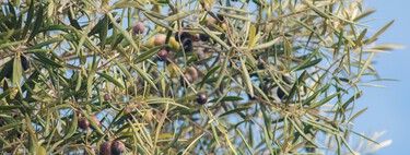Una tormenta perfecta se cierne sobre el aceite de oliva español: calor, plagas y un problema de capacidad productiva