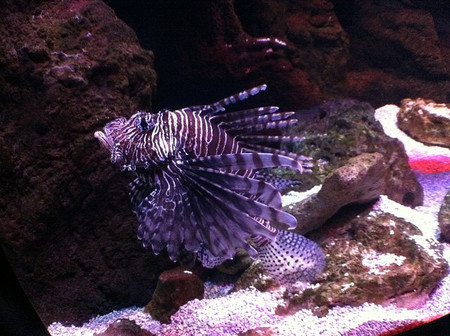 acuario de gijon