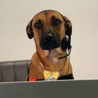 De perro callejero a asesor comercial en un concesionario de Hyundai: la historia de Tucson Prime