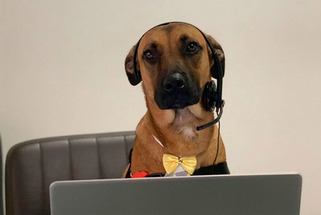 De perro callejero a asesor comercial en un concesionario de Hyundai: la historia de Tucson Prime