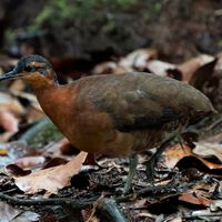 Dodô brasileiro? Ave descoberta na Amazônia não tem medo de humanos e tem canto e plumagem únicas 