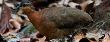 Dodô brasileiro? Ave descoberta na Amazônia não tem medo de humanos e tem canto e plumagem únicas 