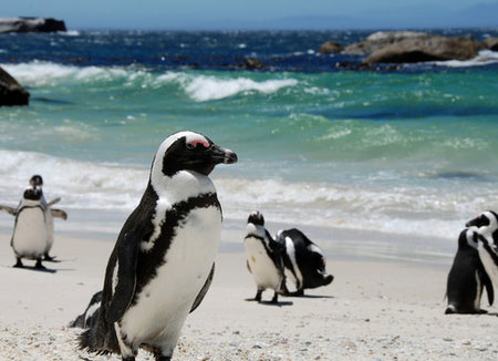 Pingüino africano