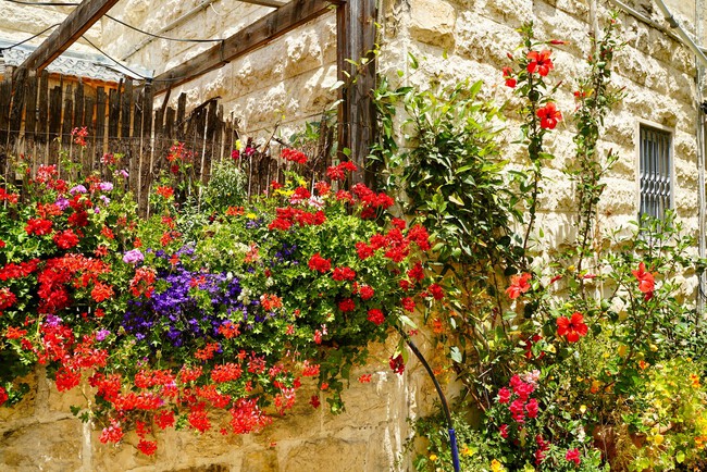 flores balcon lidl