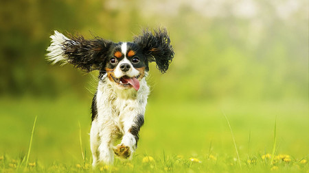 11 ofertas del día en productos para perros: cámara para perros Furbo y comedero portátil Lictin 4 en 1 rebajados