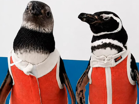 Traje Pinguinos