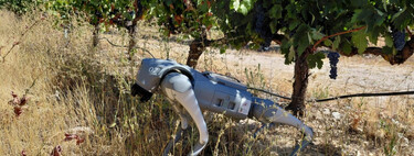 En Extremadura ya hay "perros-robot" patrullando los viñedos, recopilando datos y ayudando a los agricultores