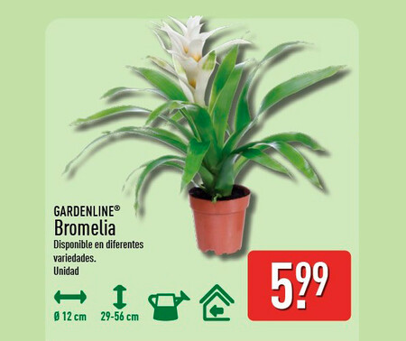 Bromelia Aldi
