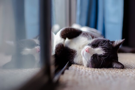 En La Mente Del Gato Netflix Documental