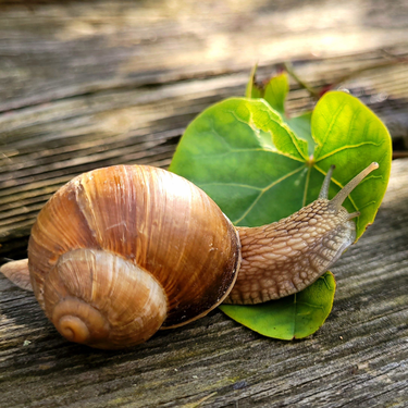 Adiós a los caracoles en el jardín: el remedio casero, económico y efectivo para mantenerlos lejos en temporada de lluvias
 