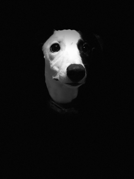 dogoftheyear