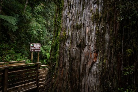 Alerce Abuelo, no Chile