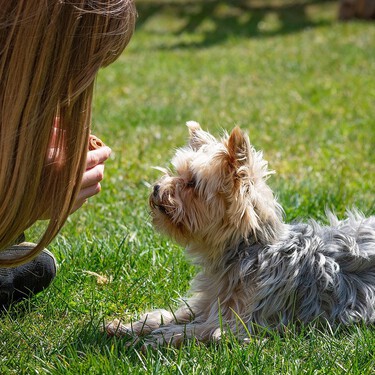 Cómo cargar el clicker correctamente para entrenar y enseñar a tu perro 