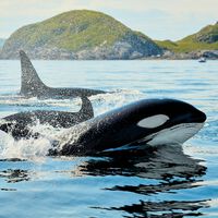 Durante años hemos visto a delfines nadar hacia las orcas sin miedo. Ahora la tecnología ha averiguado por qué