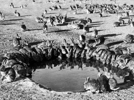 Coelhos Australia