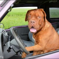 En busca del coche ideal para viajar con tu mascota: medidas mínimas y otras cuestiones que quizá no te habías planteado