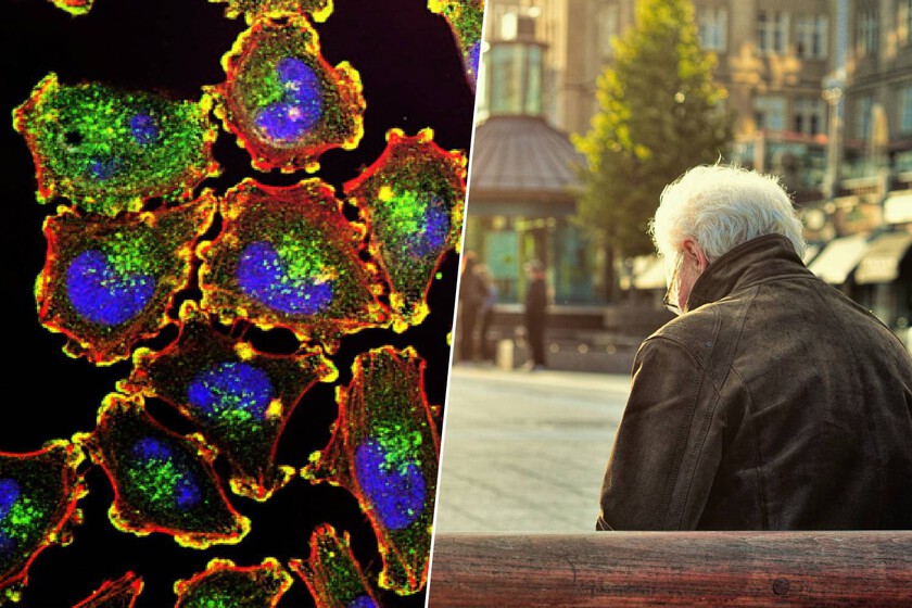 Descubren una proteína que podría frenar el envejecimiento celular y rejuvenecer las células