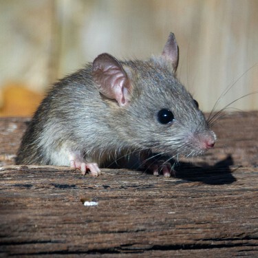 Ya han llegado a 12 comunidades de España las 'superrratas' mutantes que resisten al veneno 