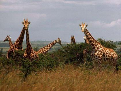 Etosha Jirafas