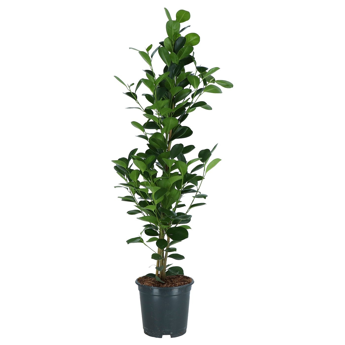 FICUS MICROCARPA
Planta, laurel de la India, 19 cm