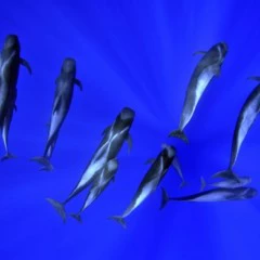 Foto 2 de 10 de la galería mundo-subacuatico en Xataka Foto