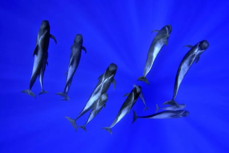 Foto de Mundo subacuático (2/10)