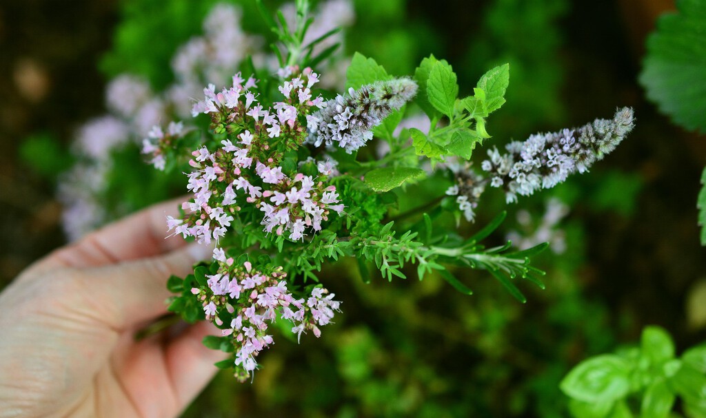 Las 10 flores veraniegas más aromáticas para transformar tu jardín en un rincón sensorial 