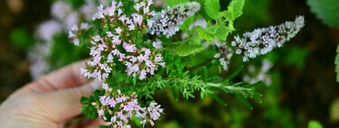 Con estas 10 flores aromáticas podrás convertir tu jardín en un paraíso olfativo este verano