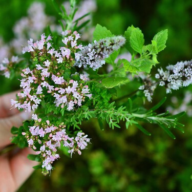 Con estas 10 flores aromáticas podrás convertir tu jardín en un paraíso olfativo este verano