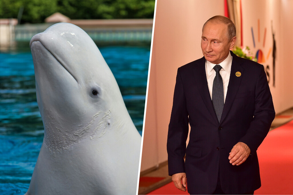 Noruega lleva años preguntándose si una ballena beluga con arnés es una espía rusa. Acaba de encontrarla muerta