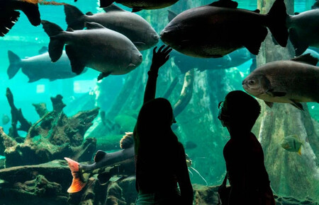 Cosmocaixa