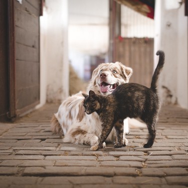 Todo lo que sabemos y todo lo que todavía no han dejado muy claro sobre comprar animales en la nueva Ley de Protección Animal 2022 
