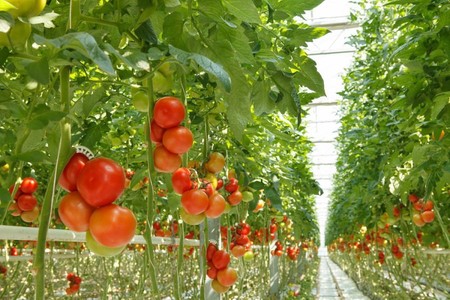 ¿Por qué los tomates ya no saben como antes?