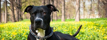 Todas las razas que dejarán de ser perros potencialmente peligrosos (PPP) con la nueva Ley de Protección Animal