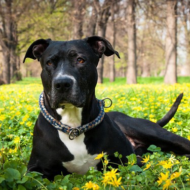 Todas las razas que dejarán de ser perros potencialmente peligrosos (PPP) con la nueva Ley de Protección Animal