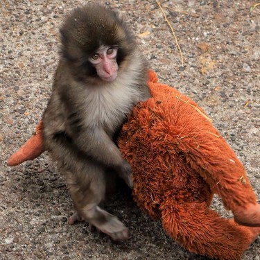 Punch, el mono agarrado a un peluche y víctima de bullying ha logrado lo imposible: unir a Internet bajo una misma causa 