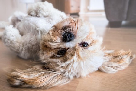 Golpe Calor Perros