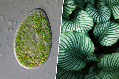 Plants exist due to a curious union that scientists want to recreate in lab