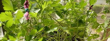 Modelo 349: la AEAT, la DGT y la inexistencia de un criterio para la fijación de plazos