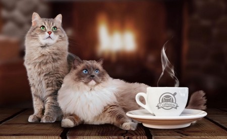 Cat Relax