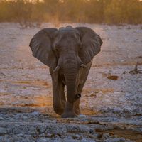 Le pusieron un GPS a un elefante para ver a dónde iba. Dos años después, dibujó un mapa que los humanos creíamos borrado 
