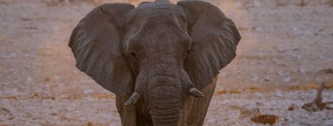Le pusieron un GPS a un elefante para ver a dónde iba. Dos años después, dibujó un mapa que los humanos creíamos borrado 